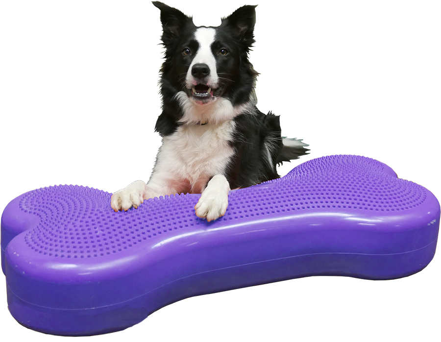 Picture of FitPAWS PFPEBOVLXL K9FIT Bone Giant Agility Training&#44; Violet