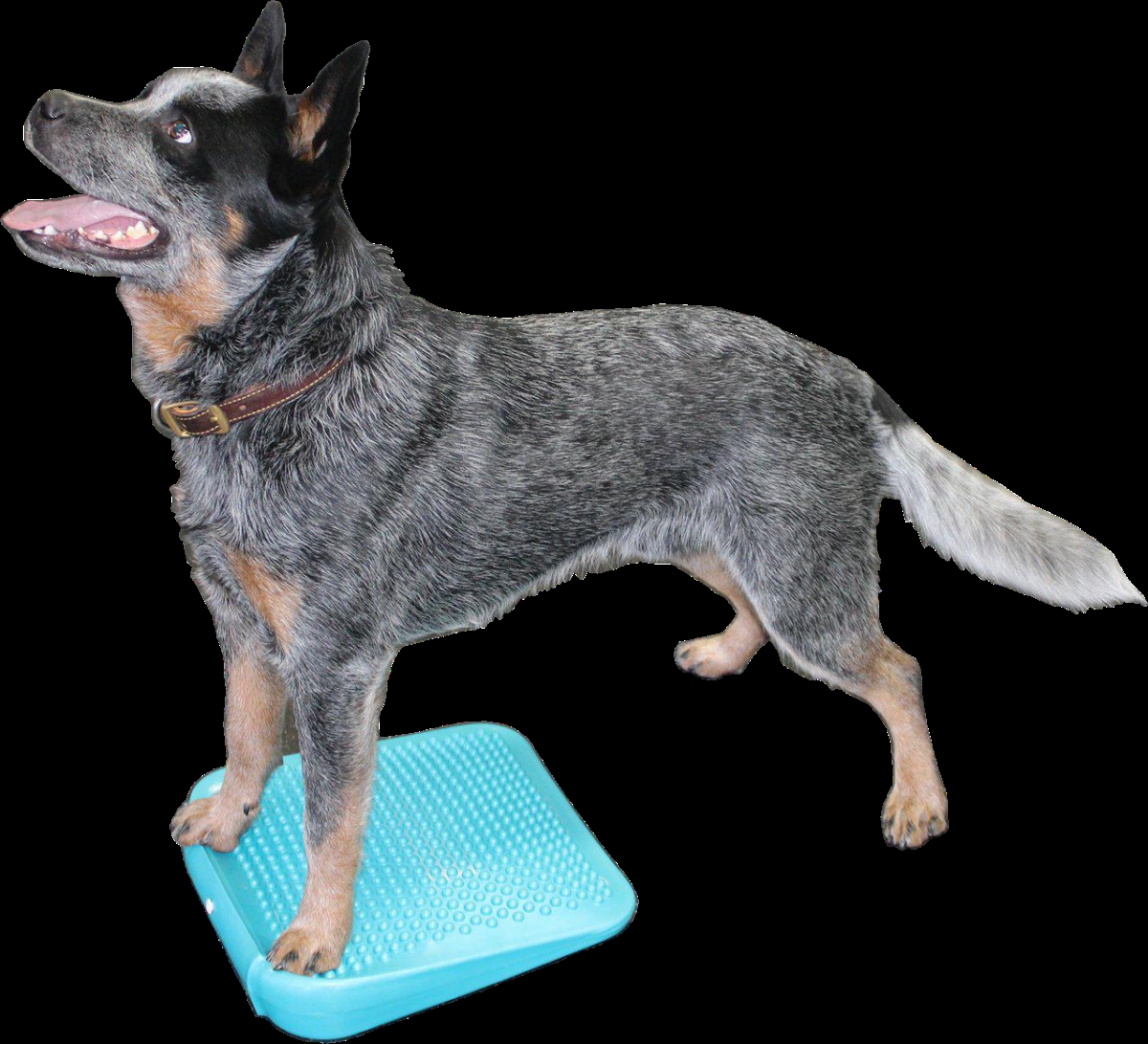 Picture of FitPAWS PFPERPAQ00 Dog Training Ramp&#44; Aqua