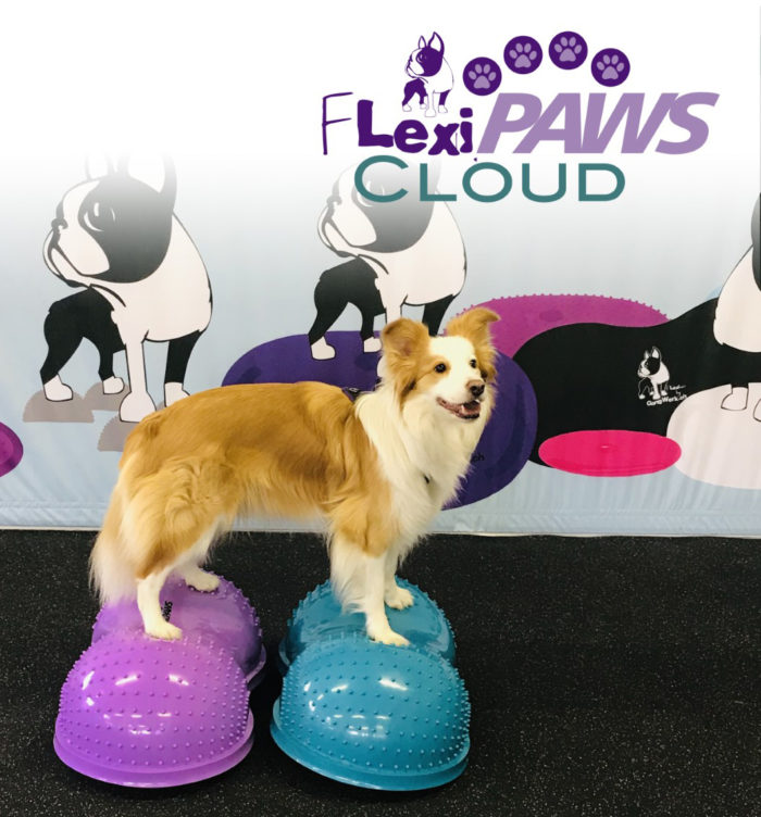 Picture of Flexipaws FFECLDTL Flexiness Cloud&#44; Teal Blue