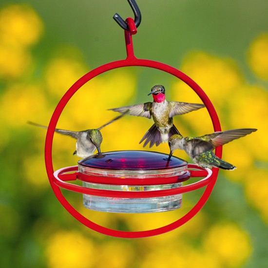 Picture of Couronne COURM047301R Hummble Bold Hummingbird Feeder Perch