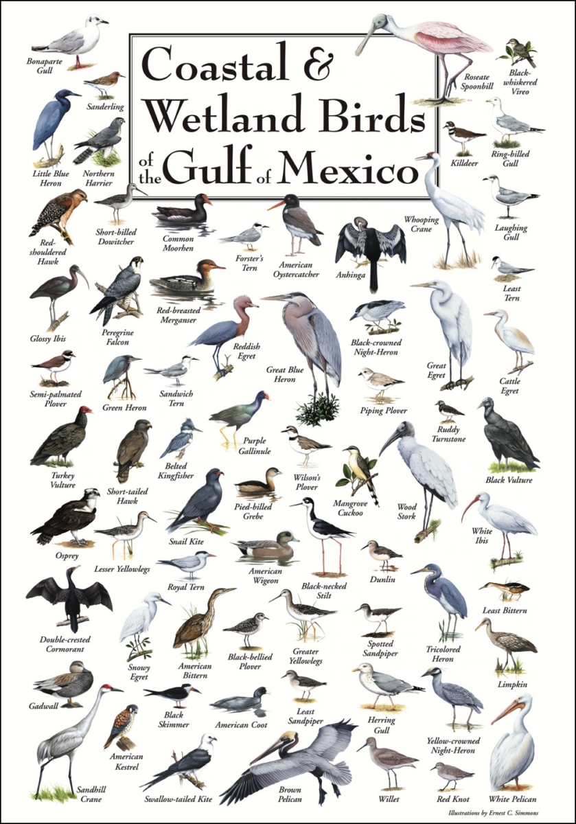 Picture of Steven M. Lewers Earth Sky Water LEWERSCGPT183 Coastal &amp; Wetland Birds of Gulf of Mexico Poster