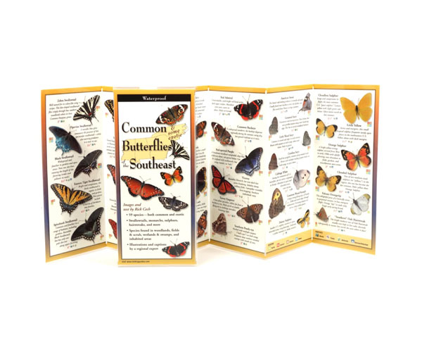 LEWERSBUS101 Common Butterflies Southeast