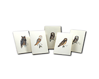 3.5 x 5 in. Sibley Owl Cards Assorted Colors