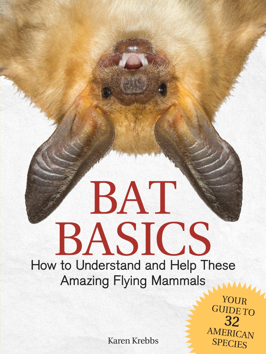 Picture of Adventure Keen AP38439 Bat Basics Book