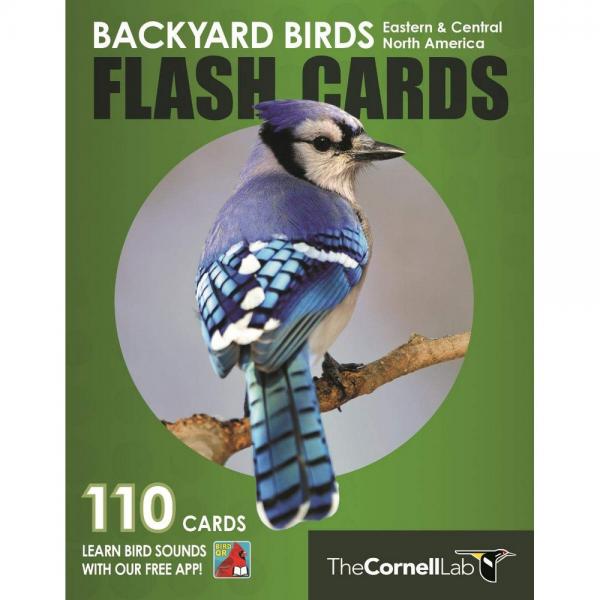 Picture of Princeton University Press PR0691194707 Backyard Birds Flash Cards - Eastern & Central North America