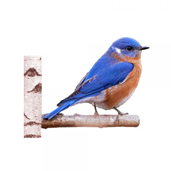 Picture of Next Innovations NI101156017 Replacement Peeking Bluebird