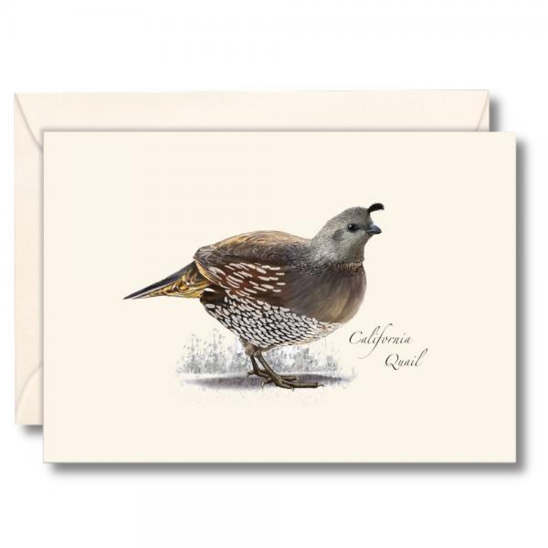 Picture of Earth Sky - Water Lewers LEWERSNC251 3.5 x 5 in. California Quail Notecards