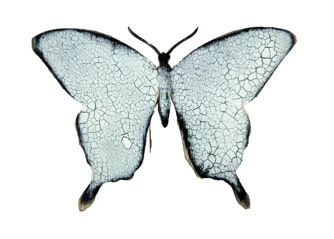 Butterfly Wooden Magnet