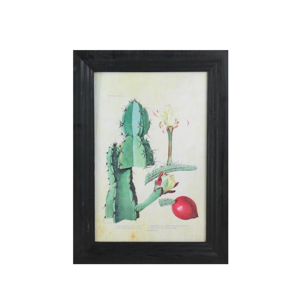 Picture of Northlight 32733220 14 x 10.25 in. Green & Red Decorative Cactus Art with Black Photo Frame