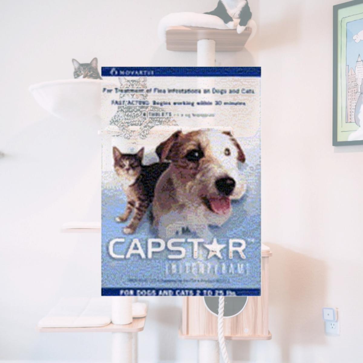 Picture of Novartis BULKCAPSTAR-BLUE Capstar Blue Bulk Pack Cats and Dogs 2-25 Lbs. - 60 Pcs.