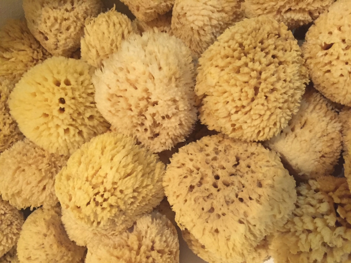 Picture of Greciansoap NWS5 5-6 in. Natural Sea Wool Sponges