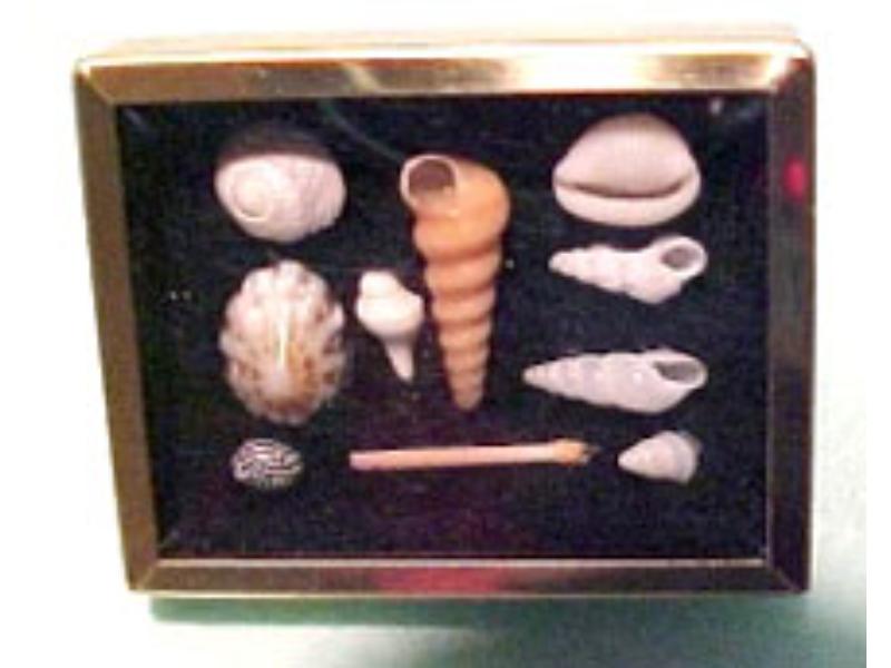 HR61010W Shadow Box with Shell Collection for Dollhouse Miniatures, White