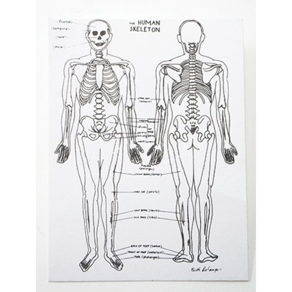 MUL3683 Skeleton Chart for Dollhouse Miniature