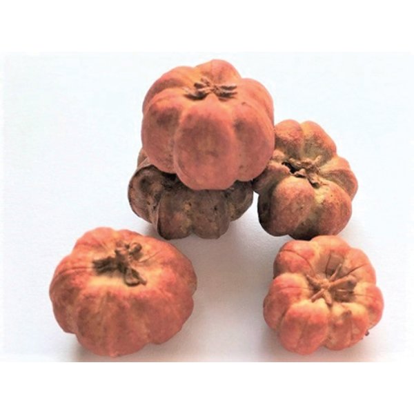 CLD501 Pumpkins for Dollhouse Miniature - 6 Piece