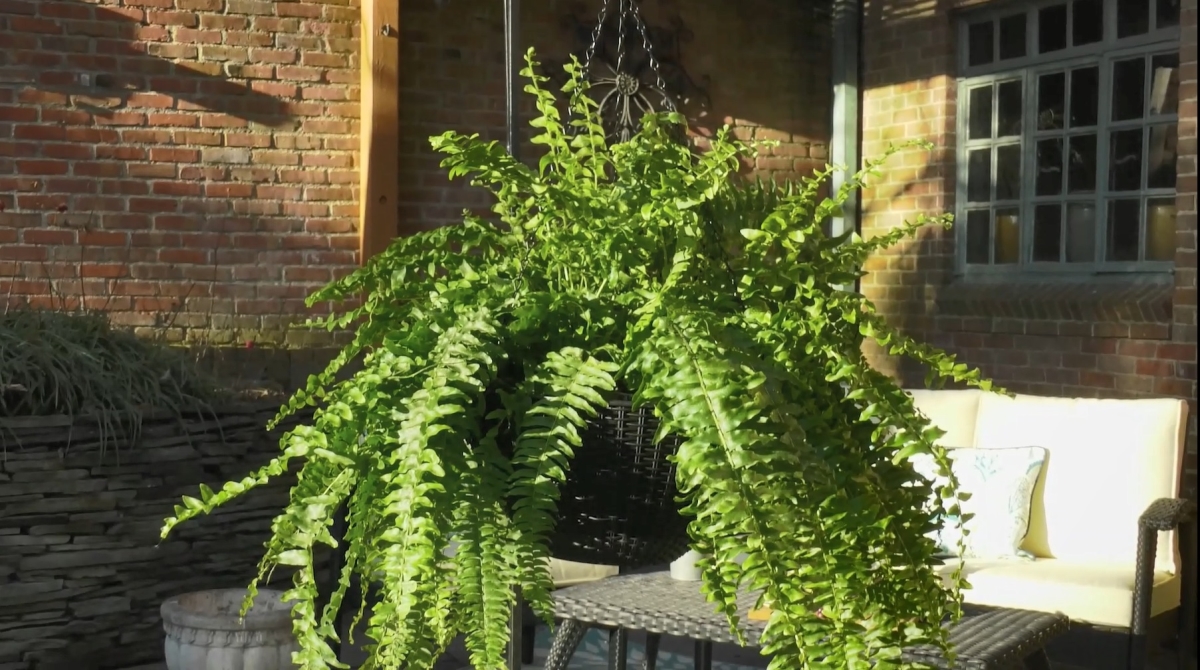 3737  Set of 2 Self-Watering Baskets