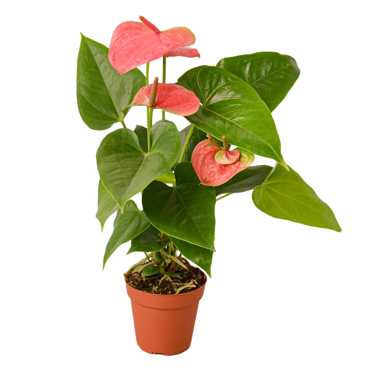 4-ANTHURIUM-PINK Pink Anthurium Plant in 4 in. Pot