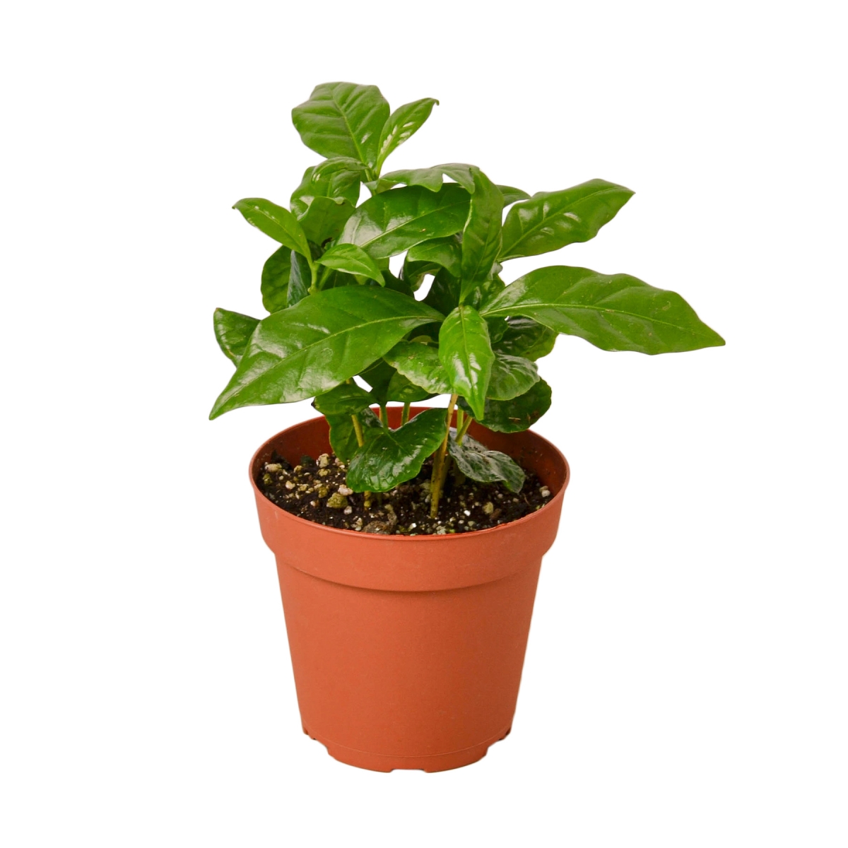 4-ARABICA-COFFEE Arabica Coffee Plant in 4 in. Pot