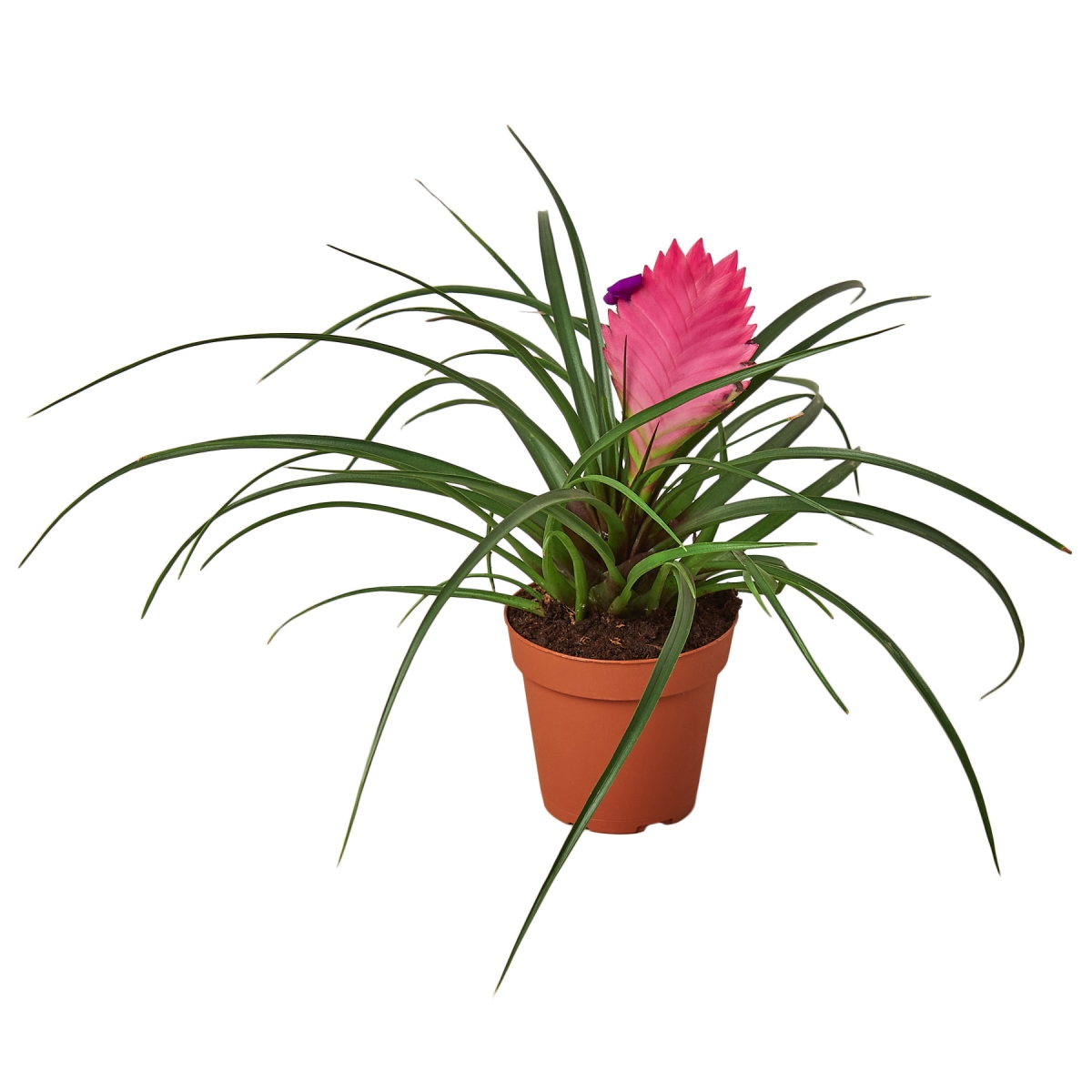 4-BROMELIAD-CYANEA Pink Quill Bromeliad Cyanea Plant in 4 in. Pot