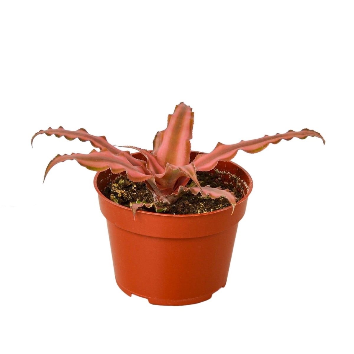4-CRYPTANTHUS-PINK.STAR 4 in. Pot Cryptanthus Pink Star Plant
