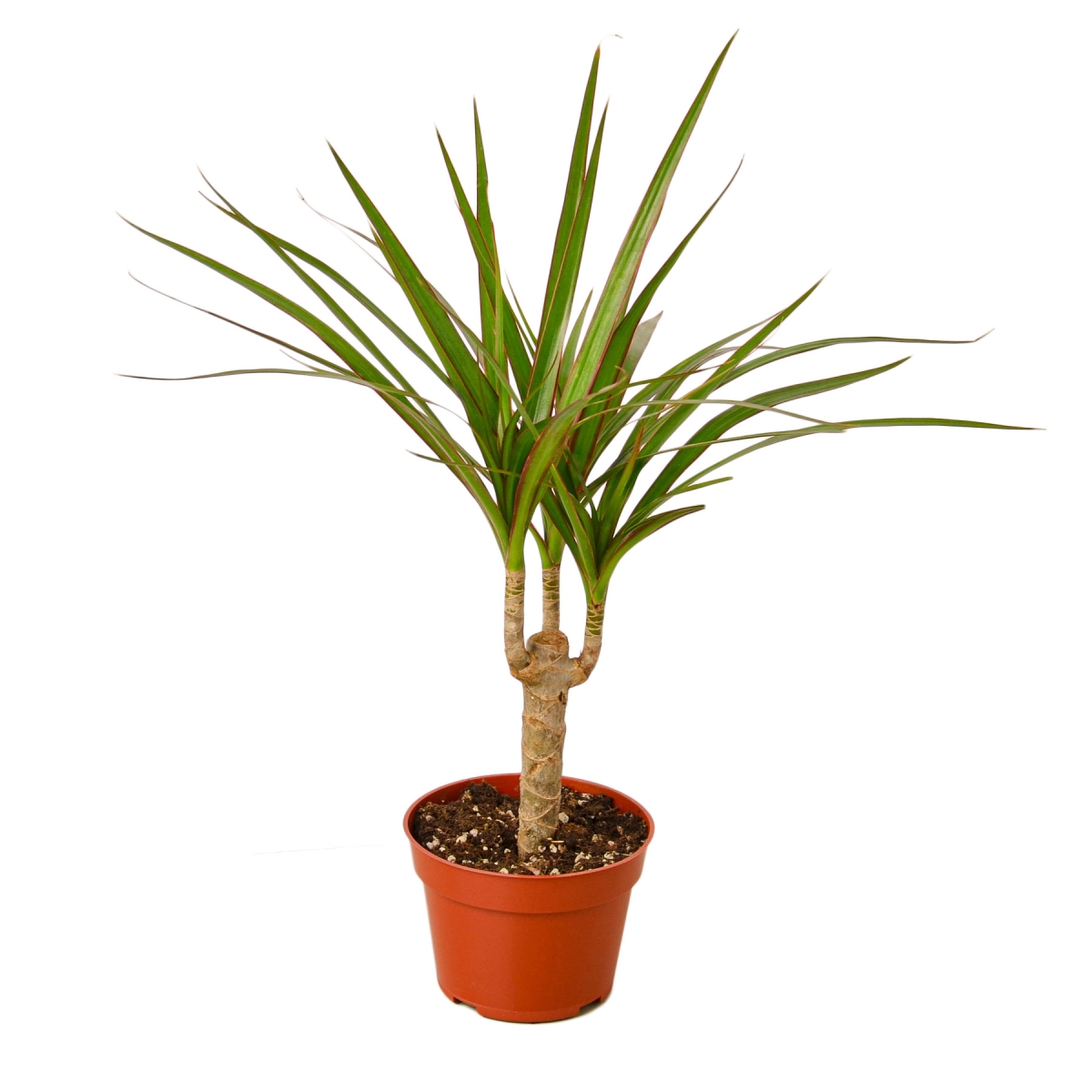 4-DRACAENA-MARGINATA.CANE Dracaena Marginata Cane Plant in 4 in. Pot