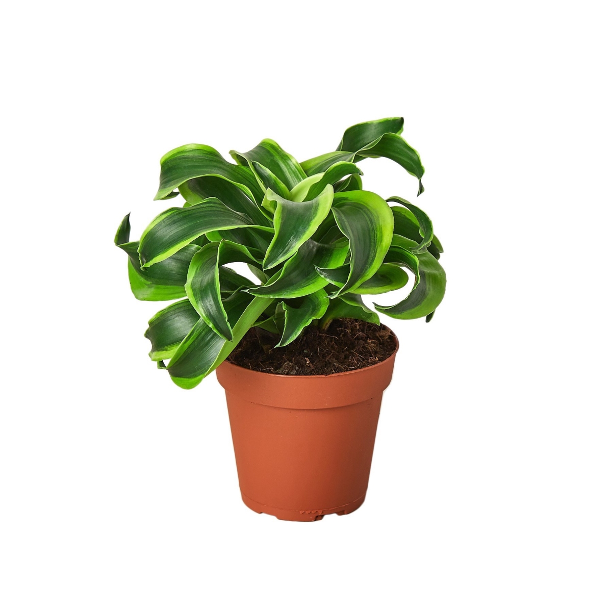 4-DRACAENA-TORNADO Tornado Dracaena Plant in 4 in. Pot