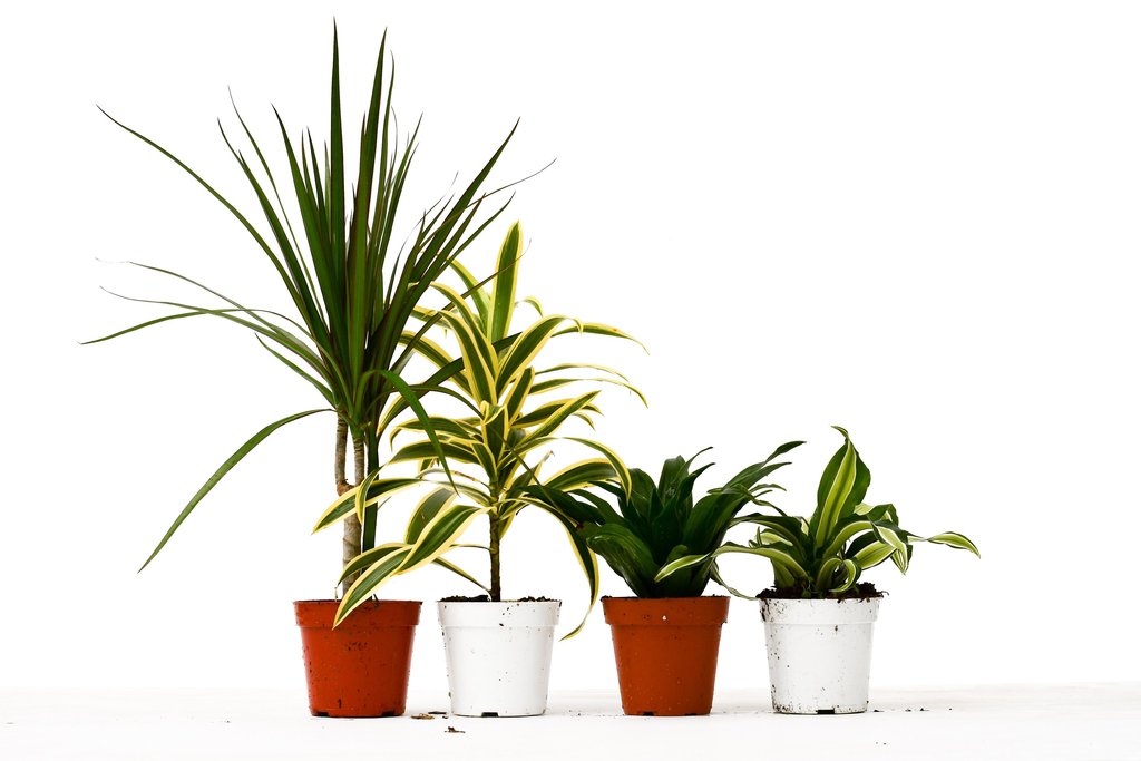 4-DRACAENA-VARIETY-4PK 4 in. Pot 4 Different Dracaenas Variety Pack Live  - Pack of 4