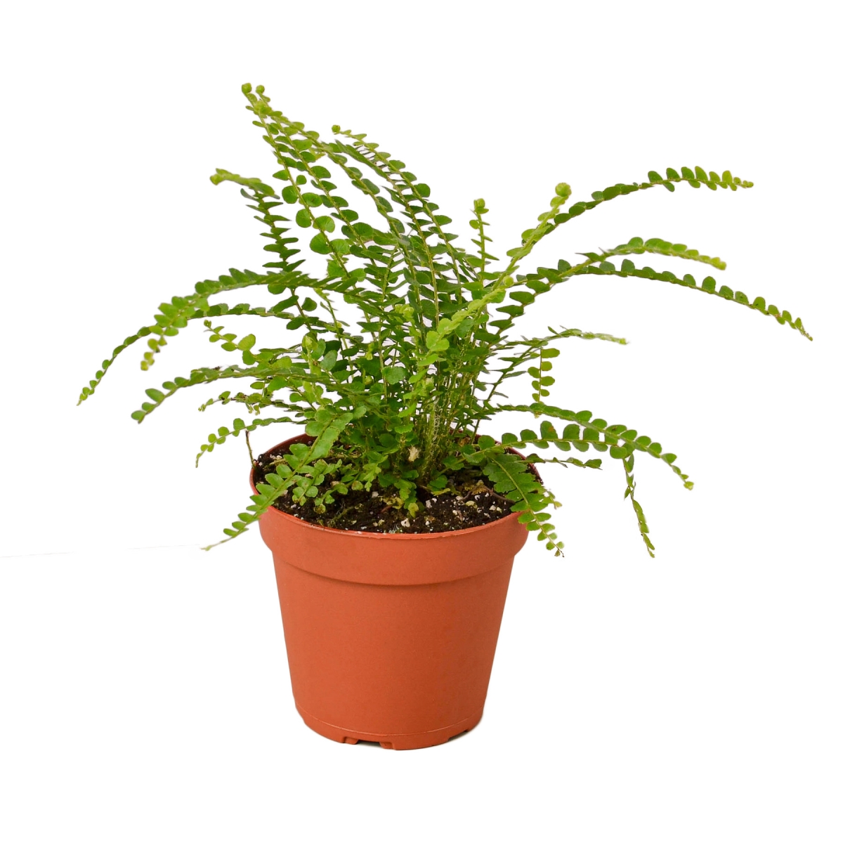 4-FERN-LEMON.BUTTON Lemon Button Fern Plant in 4 in. Pot