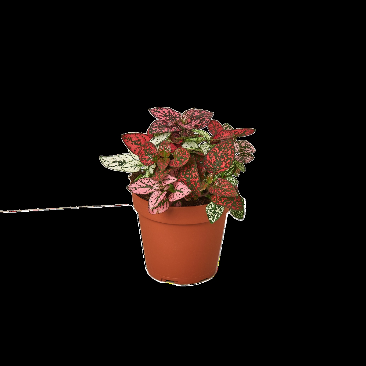4-HYPOESTES-COMBO 4 in. Pot Hypoestes Combo Polka Dot Plant