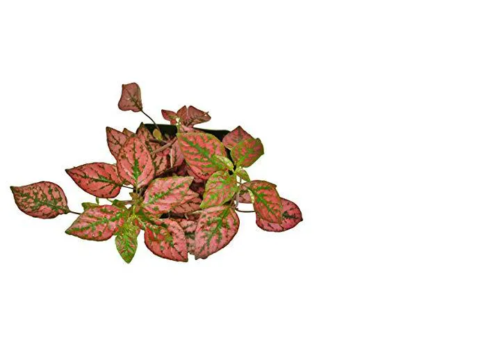 4-HYPOESTES-RED Hypoestes Red Polka Dot Plant in 4 in. Pot