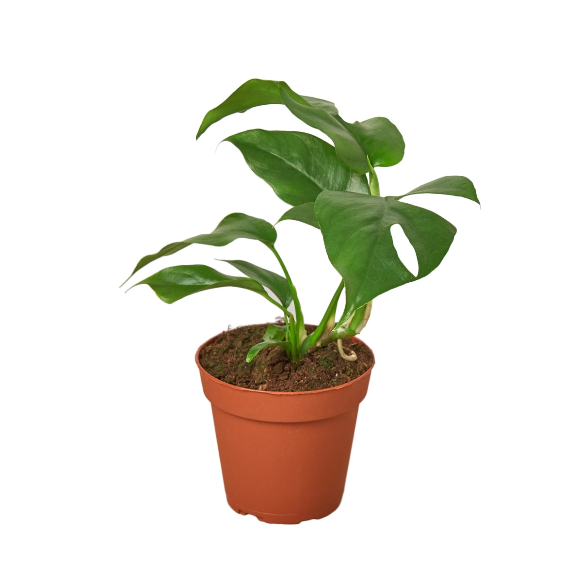 4-MONSTERA-MINIMA Philodendron Mini Monstera Minima Plant in 4 in. Pot