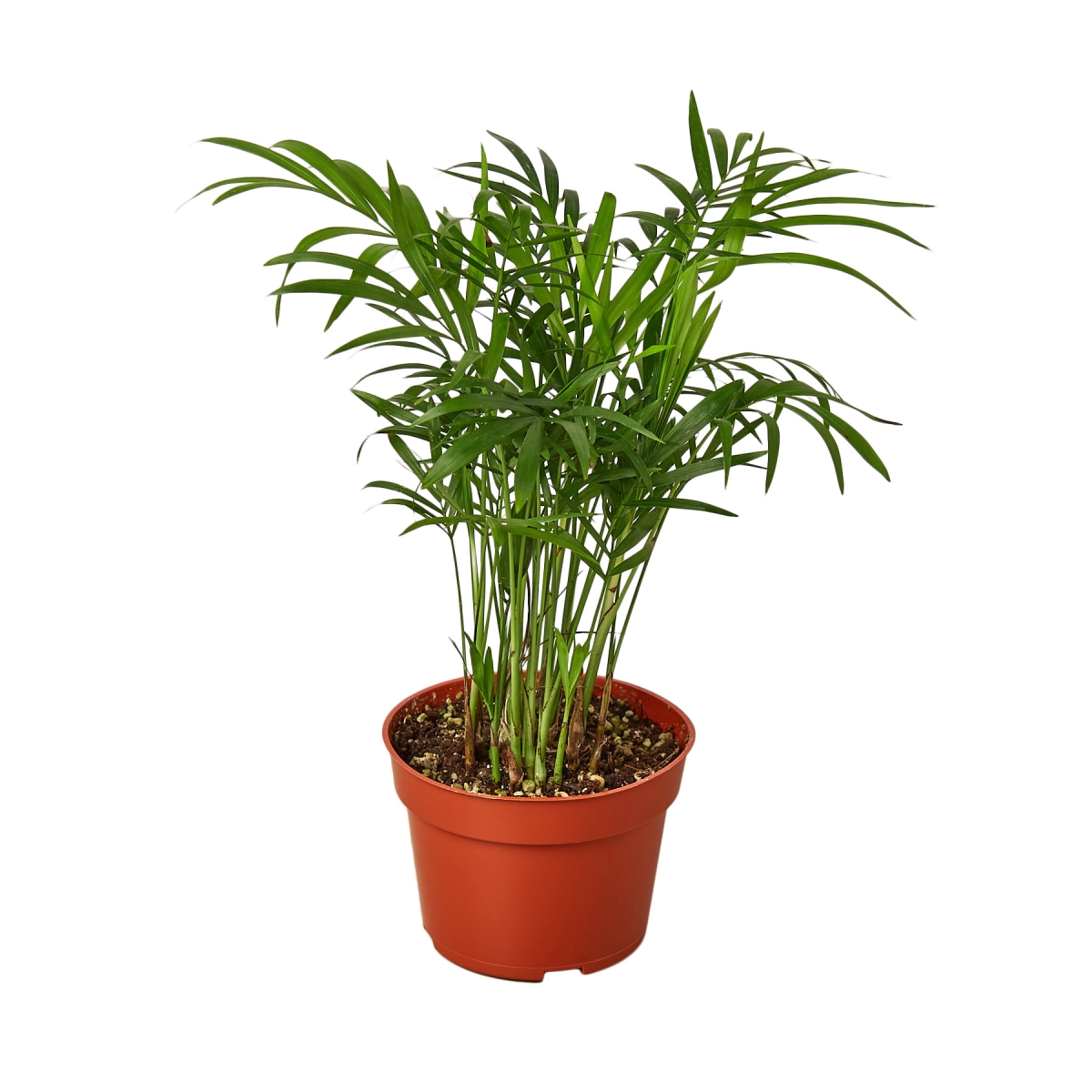 4-PALM-PARLOR Parlor Palm Plant in 4 in. Pot