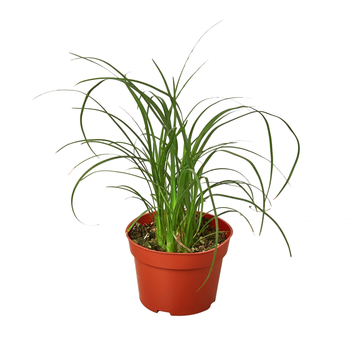4-PALM-PONYTAIL Palm Ponytail Plant in 4 in. Pot