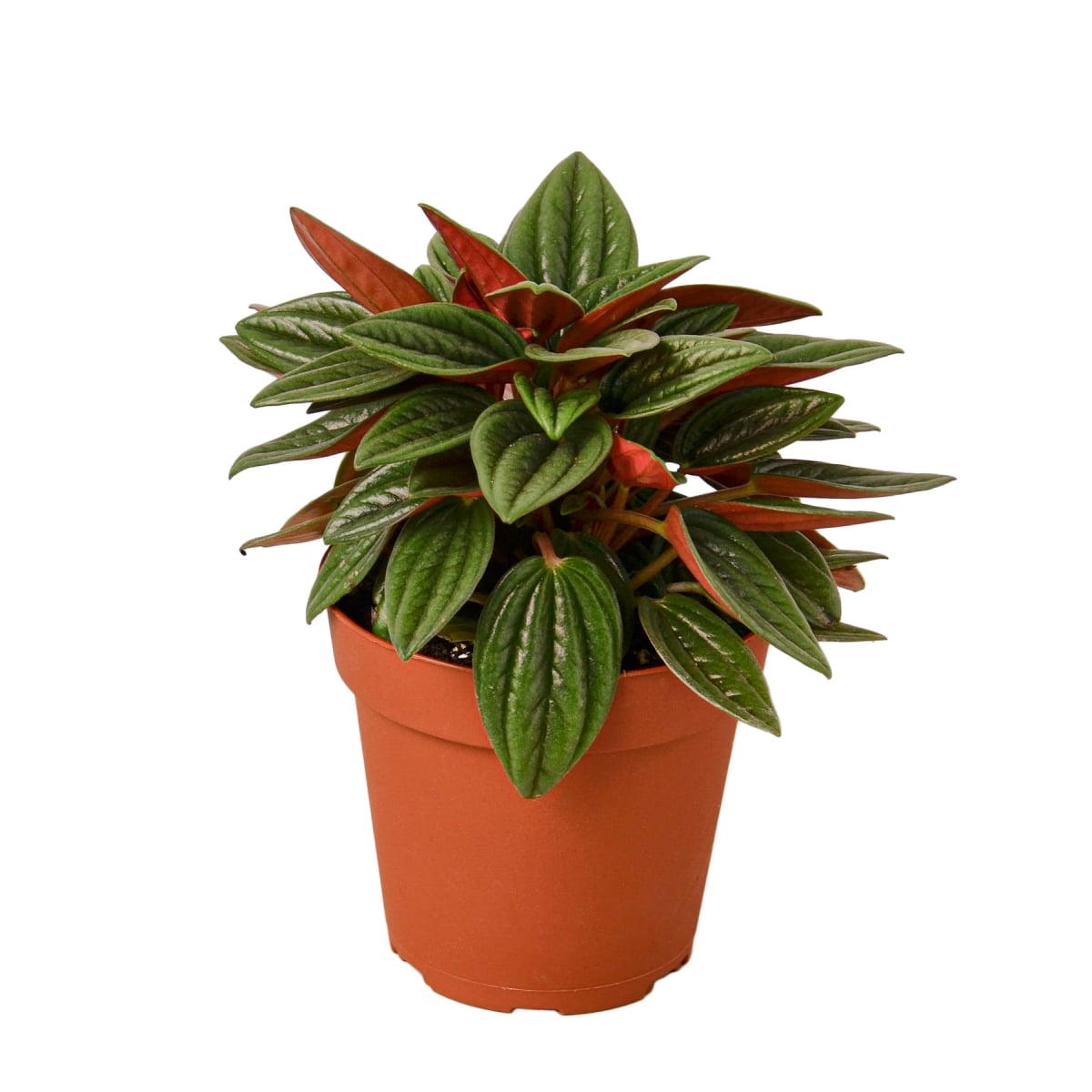 4-PEPEROMIA-ROSSO Peperomia Rosso Plant in 4 in. Pot
