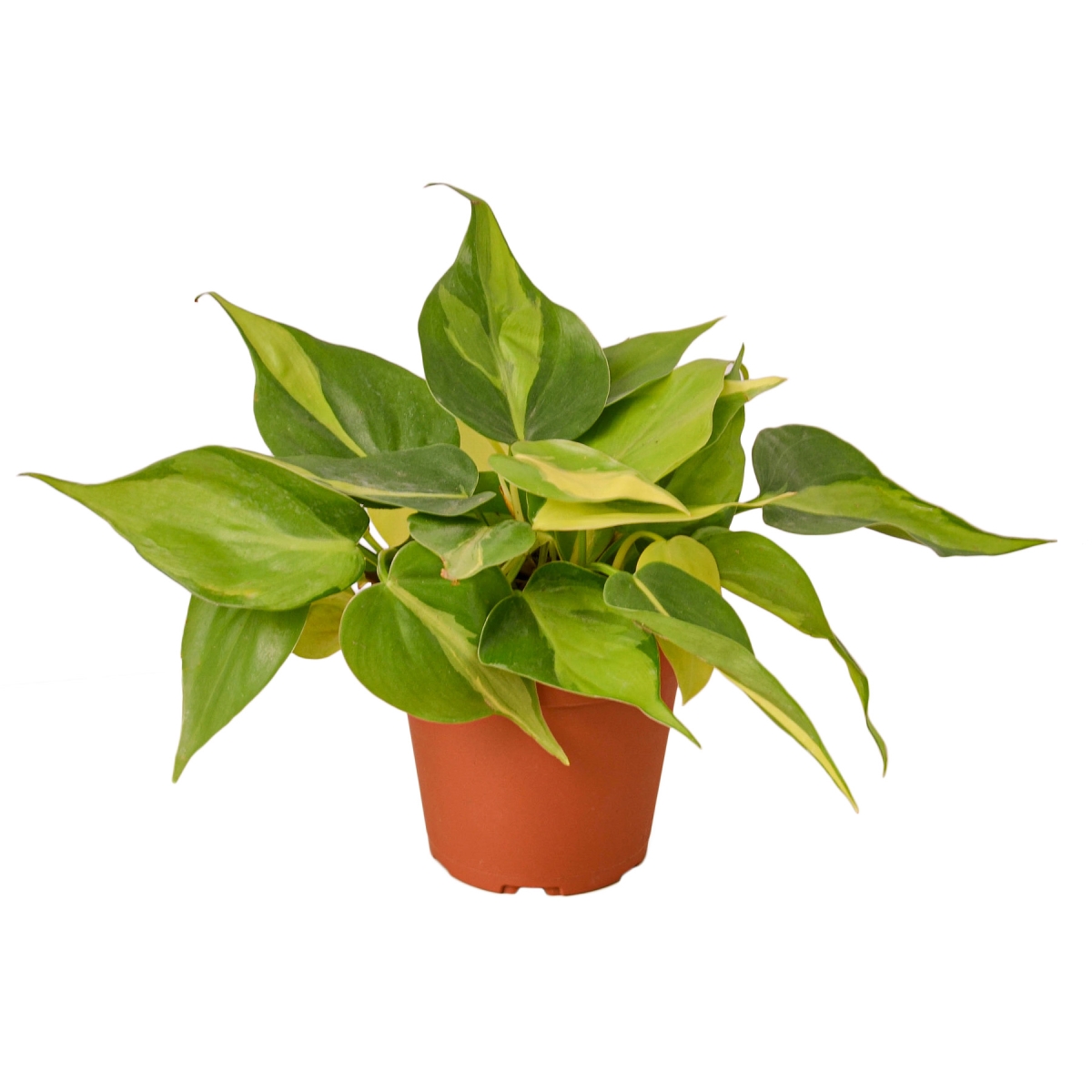 4-PHILODENDRON-BRASIL Philodendron Brasil Plant in 4 in. Pot