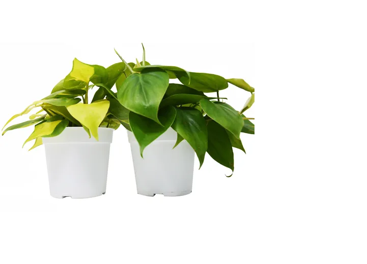 4-PHILODENDRON-VARIETY-2PK 2 Philodendron Variety Pack Live Indoor Plant