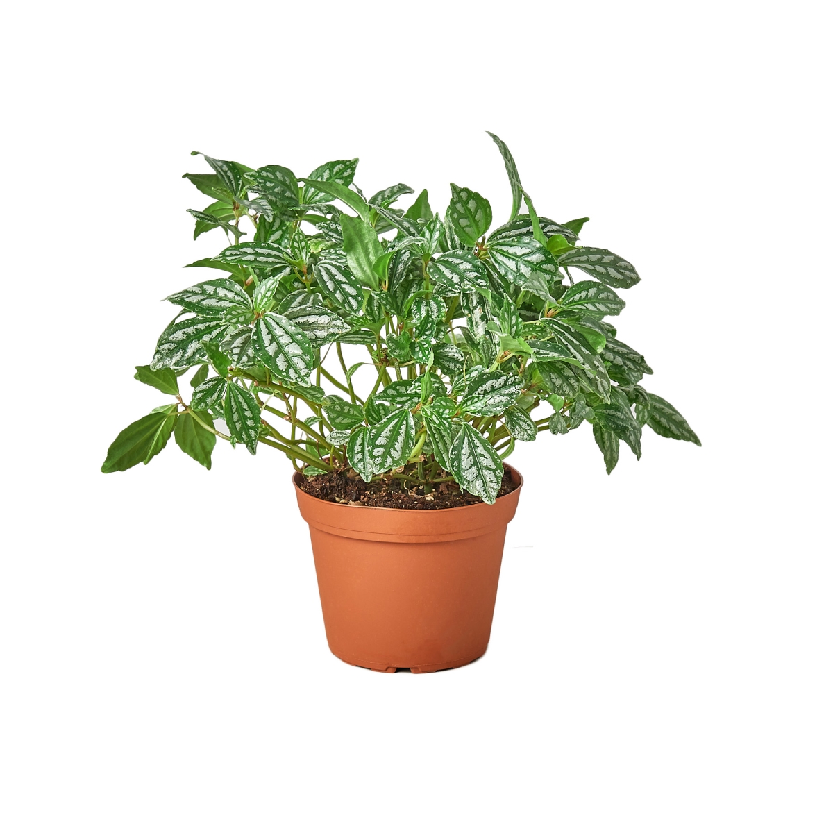 4-PILEA-ALUMINIUM 4 in. Pot Pilea Aluminum Plant