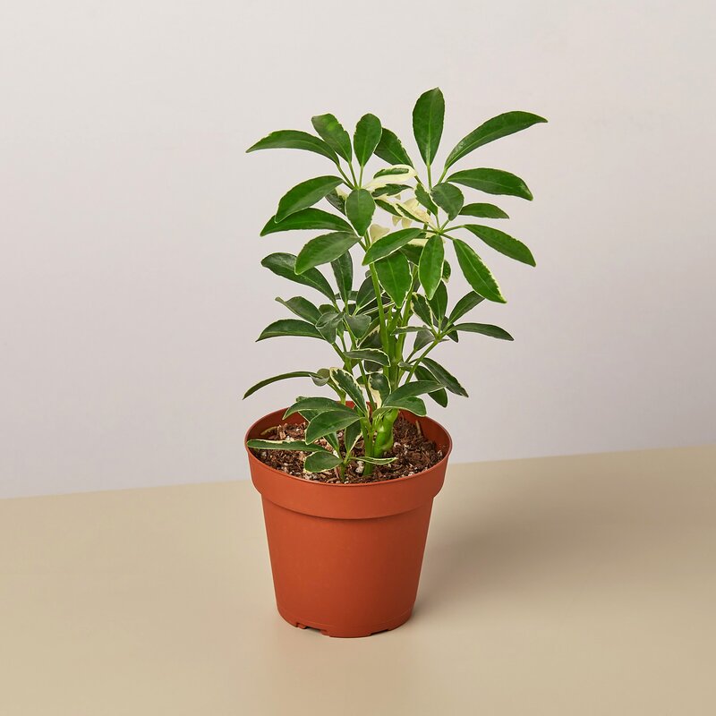 4-SCHEFFLERA-MOONDROP Schefflera Moonlight Umbrella Plant in 4 in. Pot