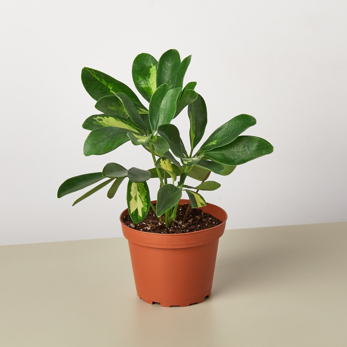 4-SCHEFFLERA-VARIEGATED Umbrella Schefflera Arboricola Variegated Plant in 4 in. Pot