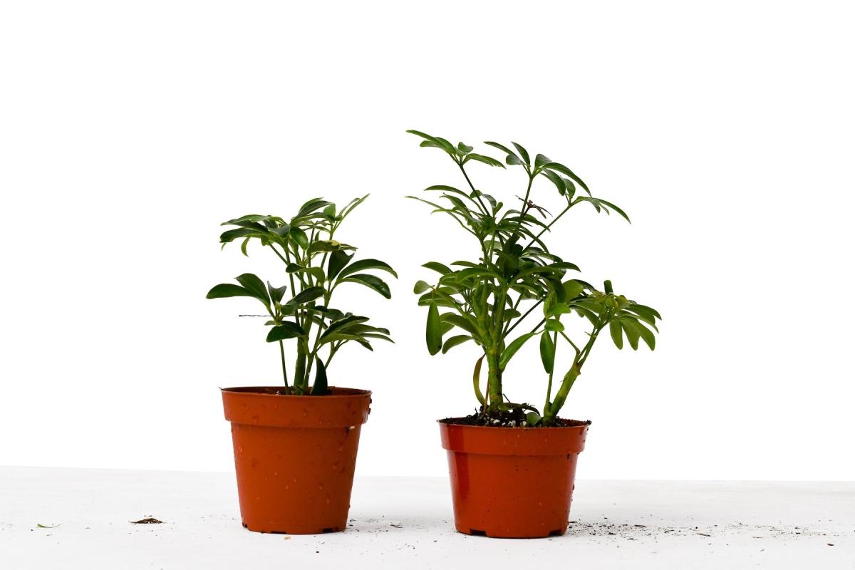 4-SCHEFFLERA-VARIETY-2PK 2 Different Schefflera Variety Pack Live Plant