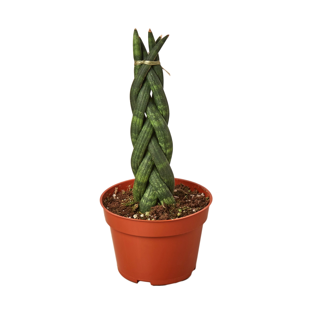 4-SNAKE-BRAID Braided Snake Plant in 4 in. Pot