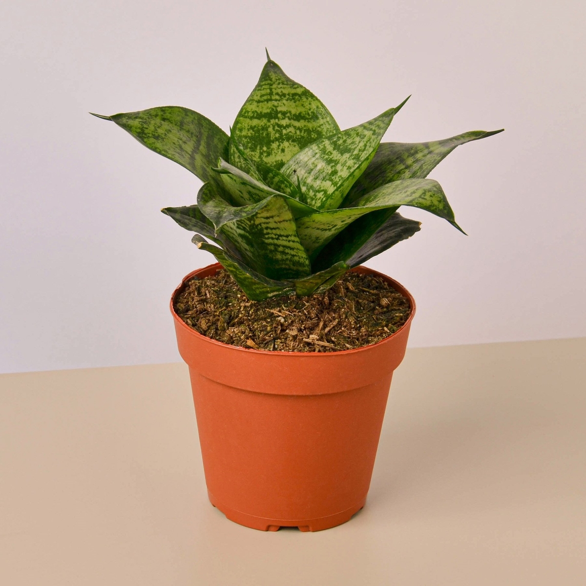 4-SNAKE-FOREST.STAR Black Robusta Snake Plant in 4 in. Pot