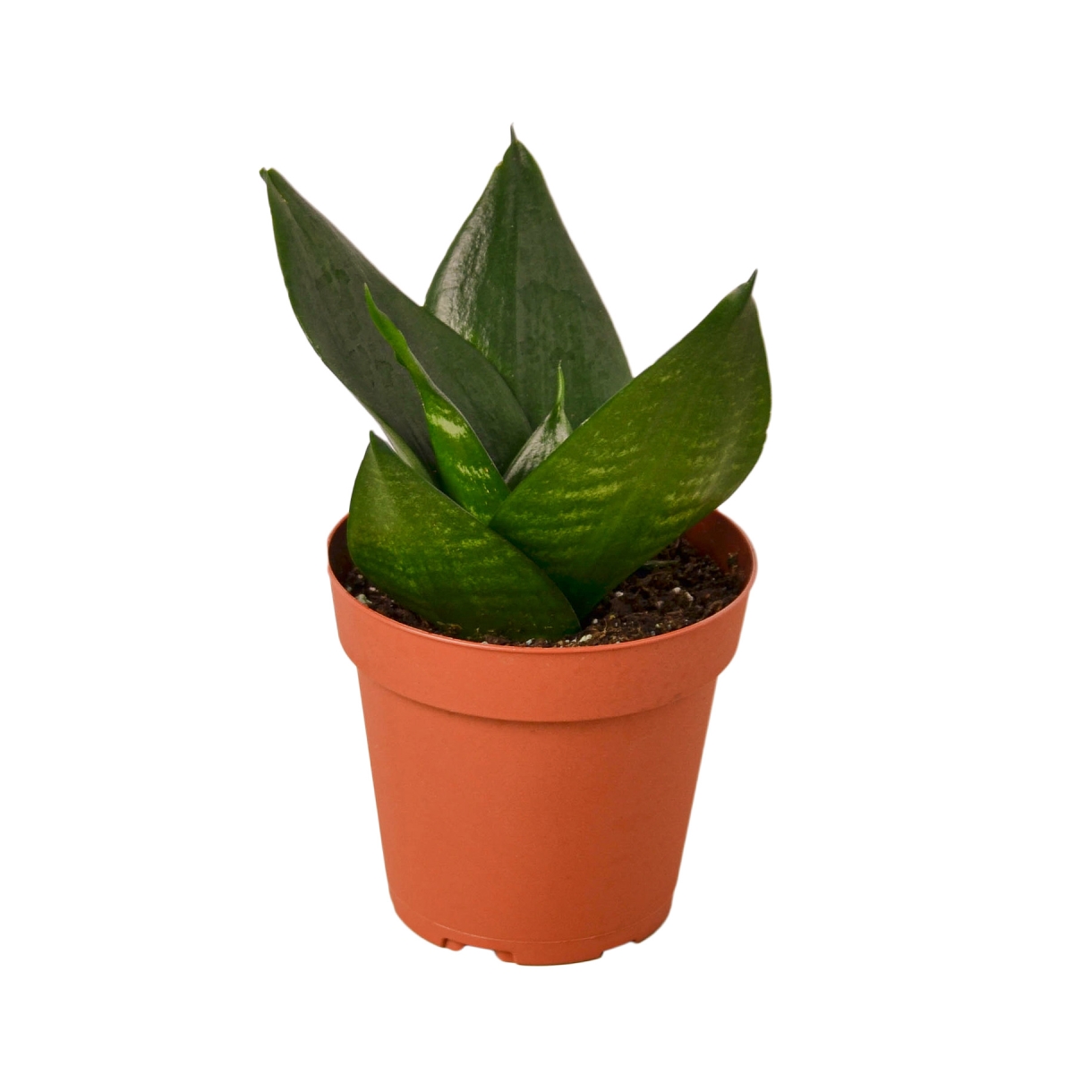 4-SNAKE-JADE.STAR Jade Snake Plant in 4 in. Pot
