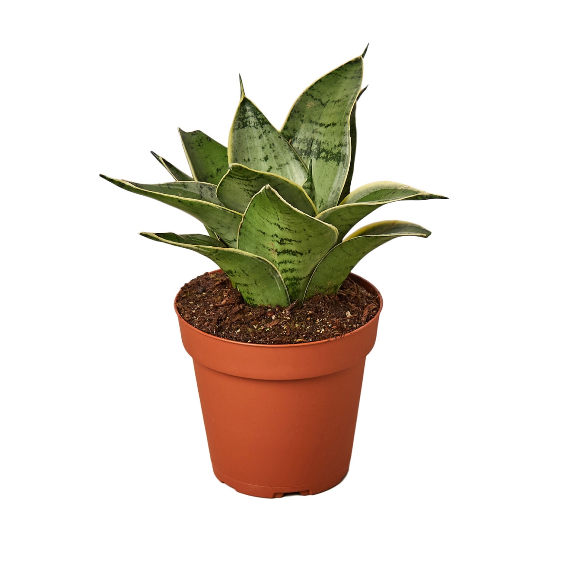 4-SNAKE-MISTY.STAR Starlight Snake Plant in 4 in. Pot