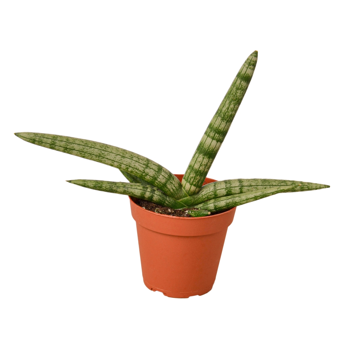 4-SNAKE-STARFISH Starfish Snake Plant in 4 in. Pot