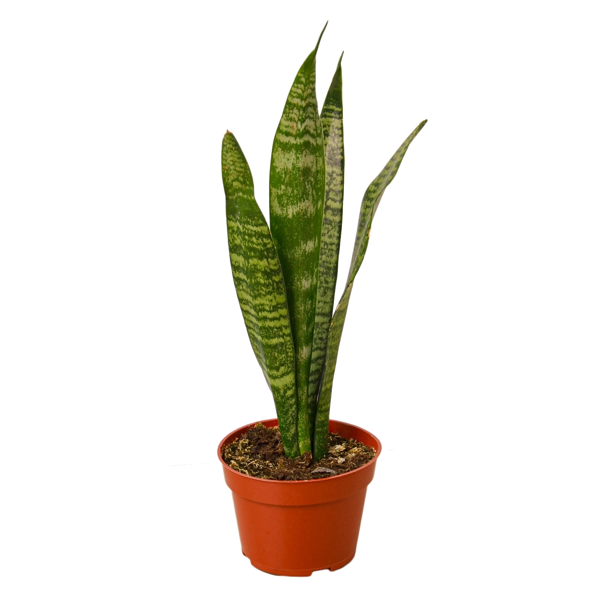 4-SNAKE-ZEYLANICA Snake Zeylanica Plant in 4 in. Pot
