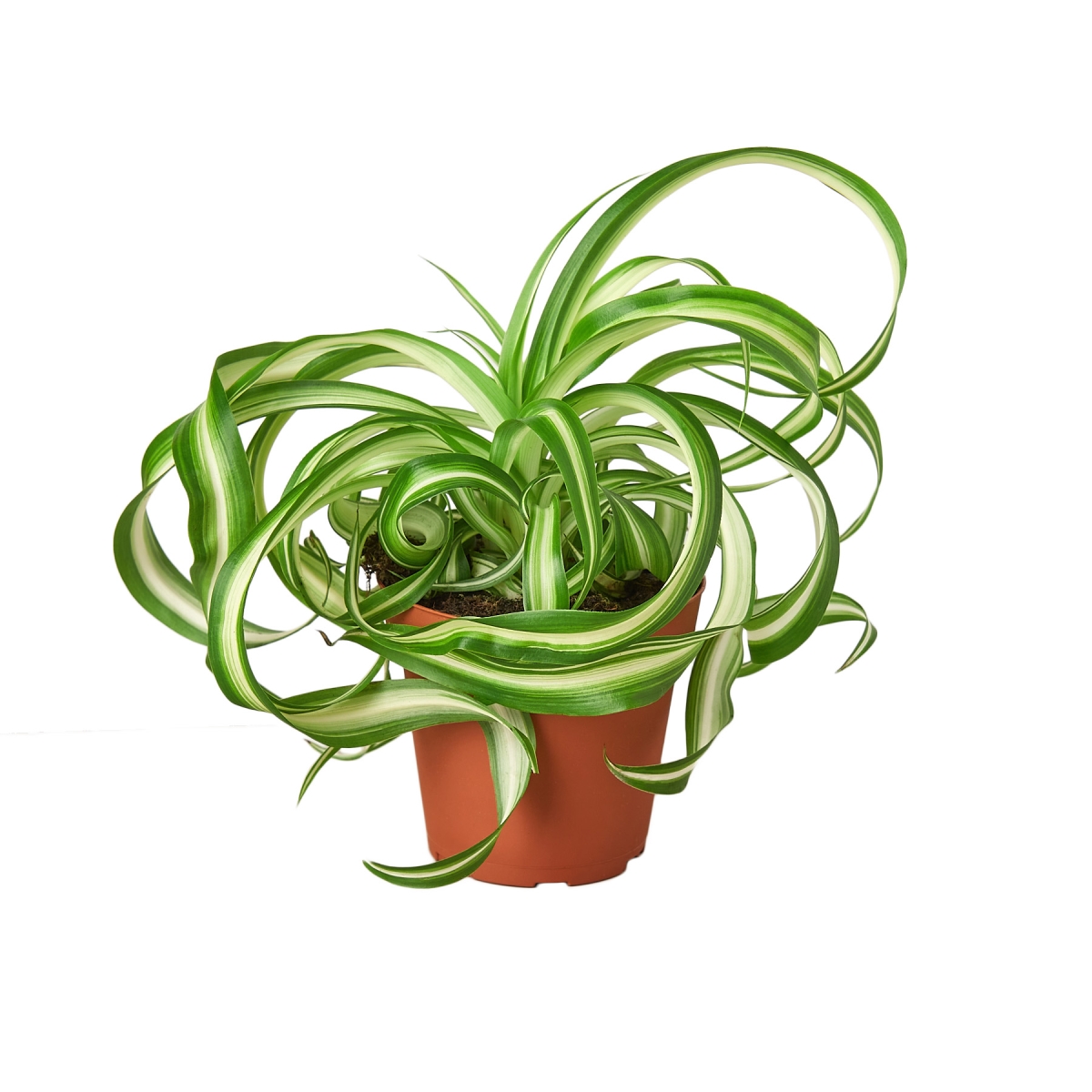4-SPIDER-BONNIE Bonnie Spider Plant in 4 in. Pot