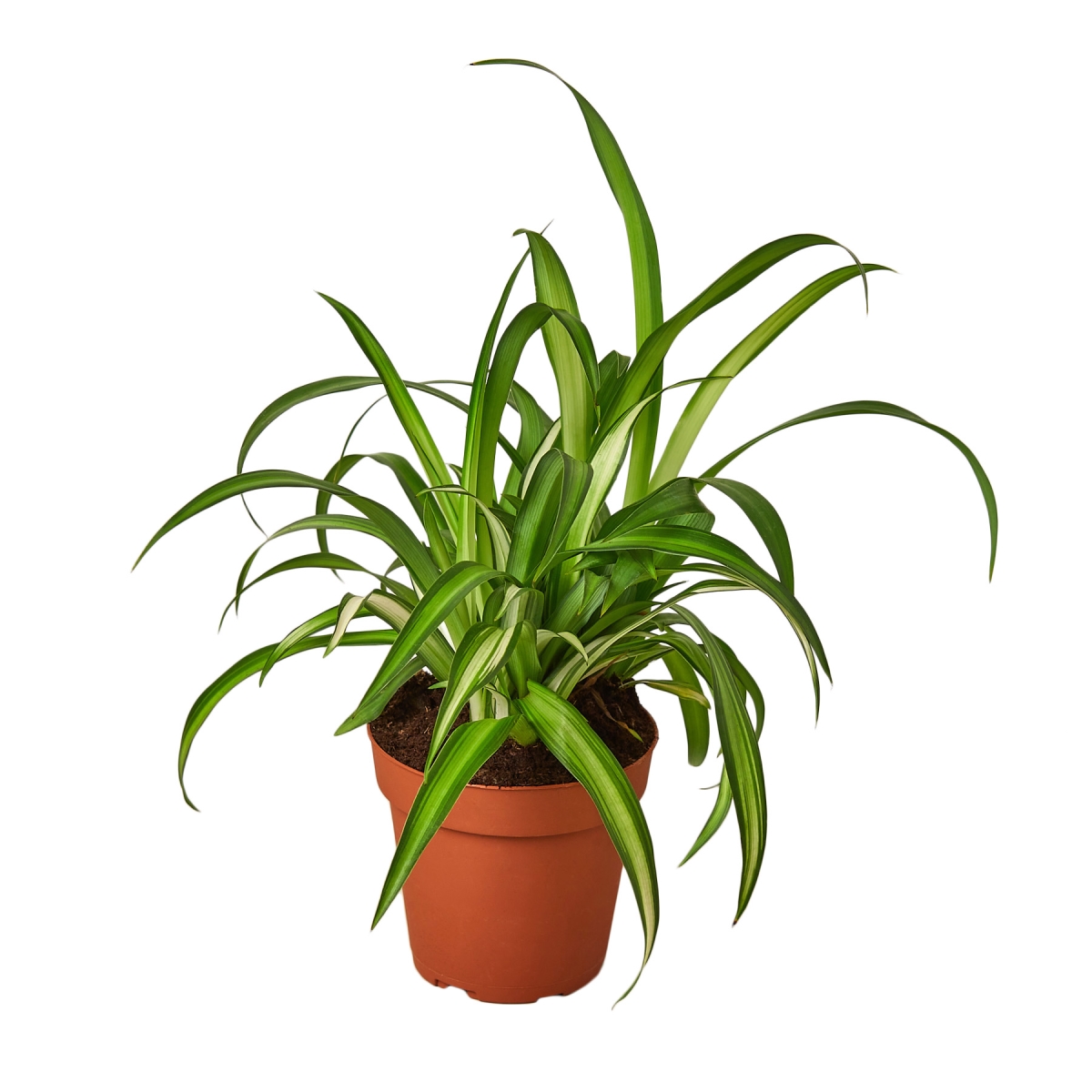 4-SPIDER-HAWAIIAN Hawaiian Spider Plant in 4 in. Pot