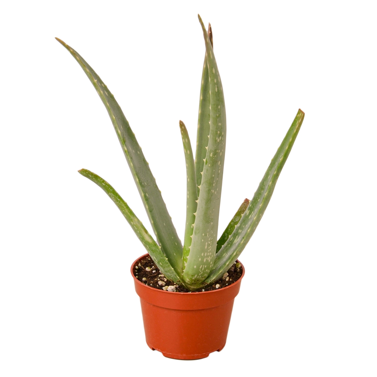 4-SUCC-ALOE-VERA Aloe Vera Plant in 4 in. Pot
