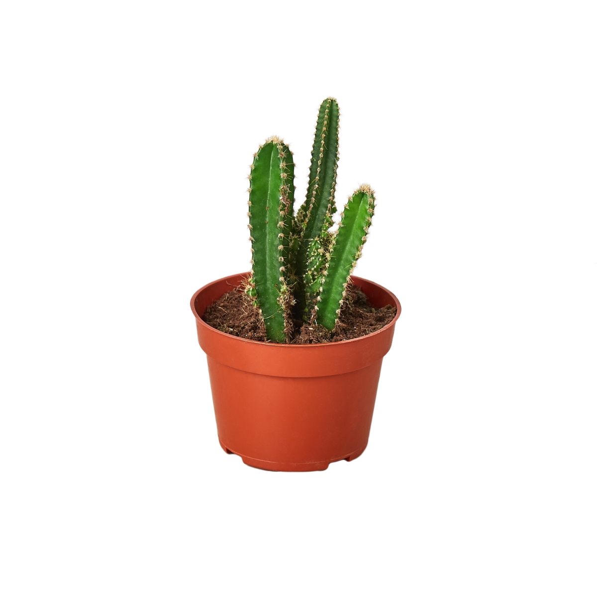Picture of House Plant 4-SUCC-CACTUS-FAIRY.CASTLE Fairy Castle Cactus in 4 in. Pot