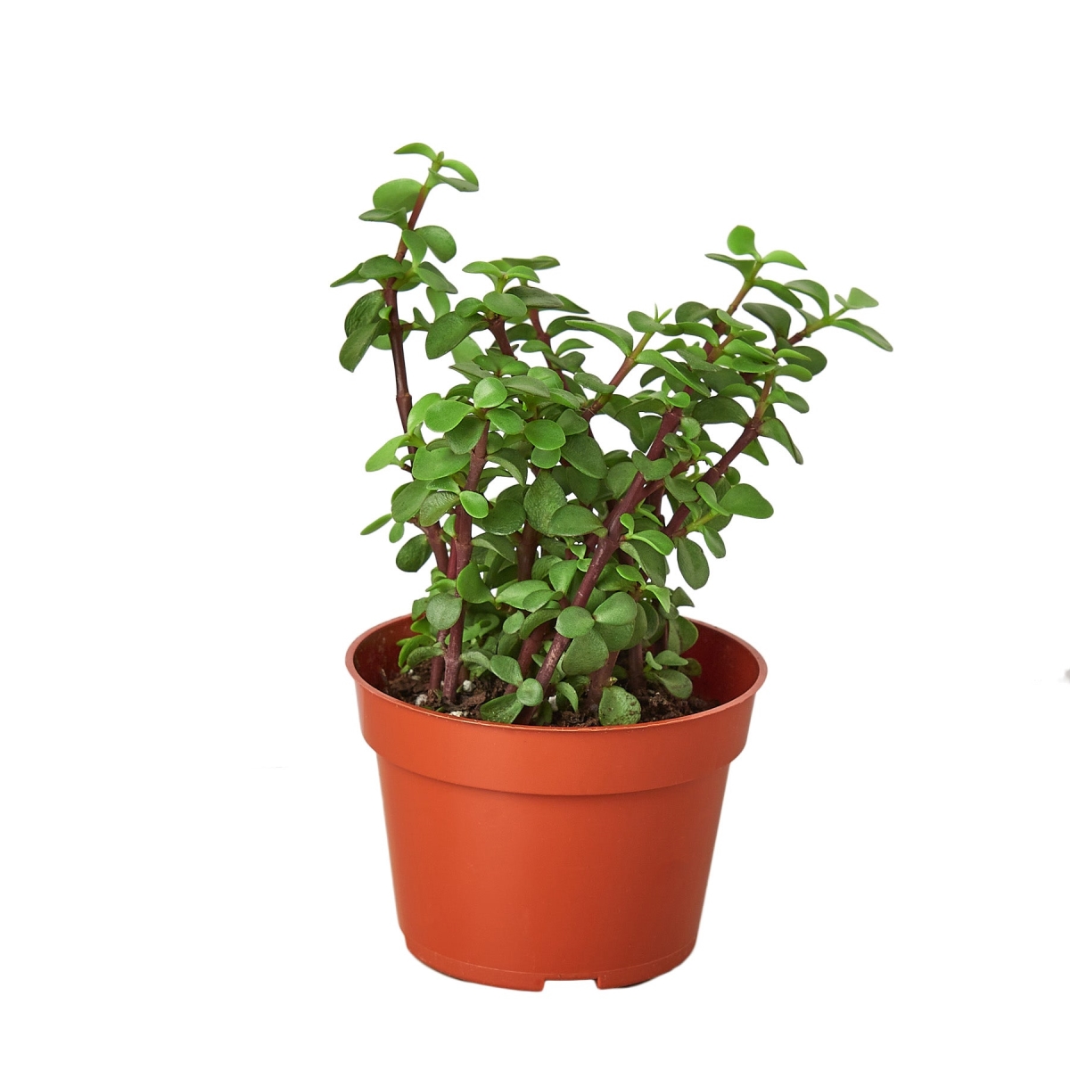 4-SUCC-PORTULACARIA-ELEPHANT.BUSH 4 in. Elephant Bush Succulent Pot